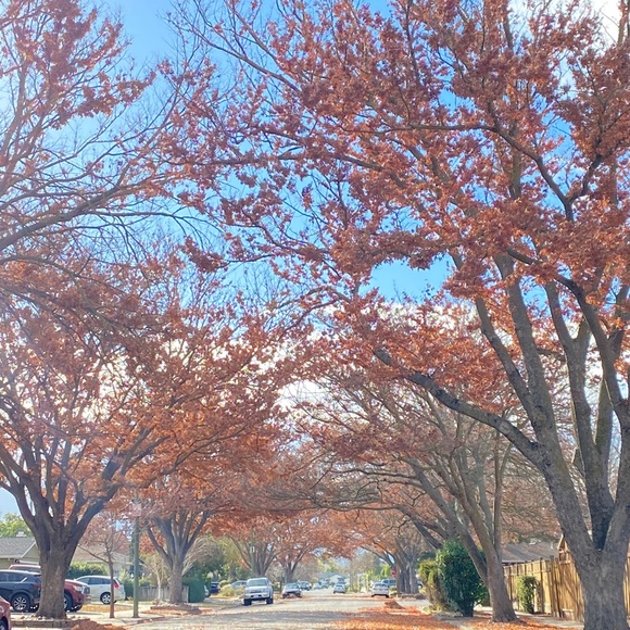 Meet your Posher, Evelynn - Picture 1 of 1